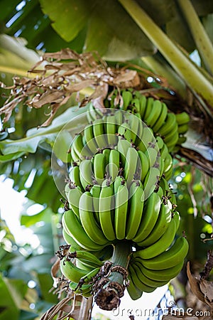 Banana Farm Landscape Vegetation Plants Agriculture Fields Meadows Nature Trees Blue Sky Farming In Kakamega County Kenya Stock Photo