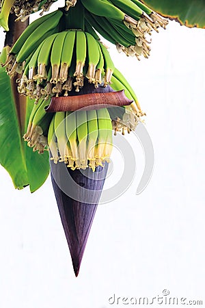 Banana flower Stock Photo