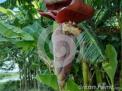 Banana flower, colourful,red flower in Betul madhya pradesh,coulourful banana flower Stock Photo