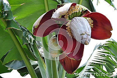 Banana Flower on the tree Stock Photo