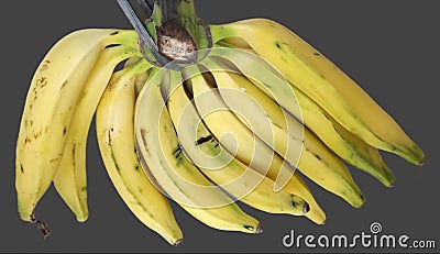 Banana, a fruit that can help overcome digestive problems Stock Photo