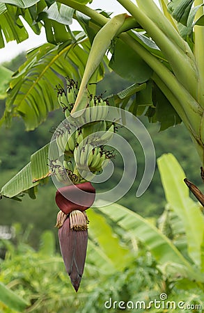 Banana fruits Stock Photo