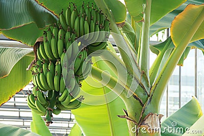 Banana fruits Stock Photo