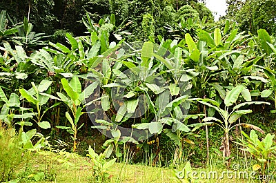 Banana garden Stock Photo