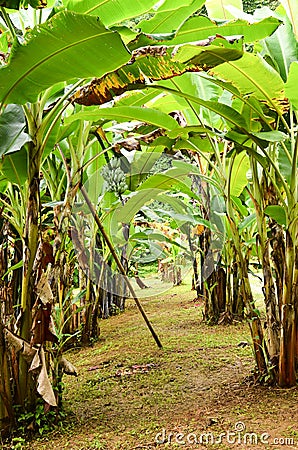 Banana garden Stock Photo