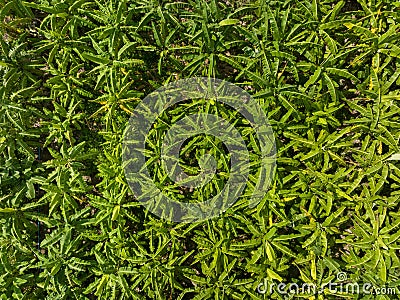 Banana garden can absorbs CO2 and releases O2 to atmosphere Stock Photo