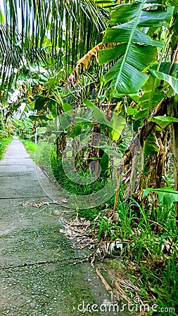 Banana garden beside the small street Stock Photo