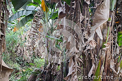 banana garden Stock Photo