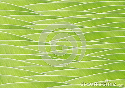 Banana green leaf Stock Photo