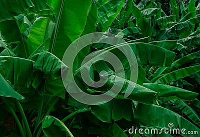 Banana green leaves on dark background. Banana leaf in tropical garden. Green leaves with beautiful pattern in tropical jungle. Stock Photo
