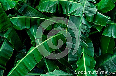 Banana green leaves texture background. Banana leaf in tropical forest. Green leaves with beautiful pattern in tropical jungle. Stock Photo