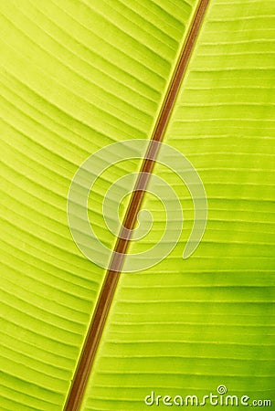 Banana green sunny leaf Stock Photo