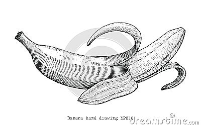 Banana hand drawing engraving style,Banana black and white clipart Vector Illustration