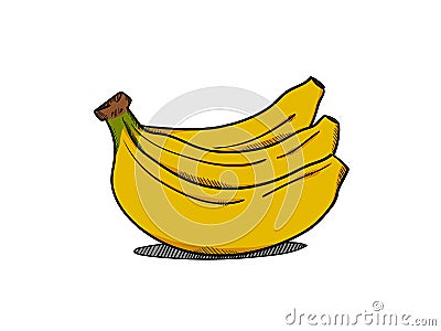 Banana Illustrator Vector Illustration