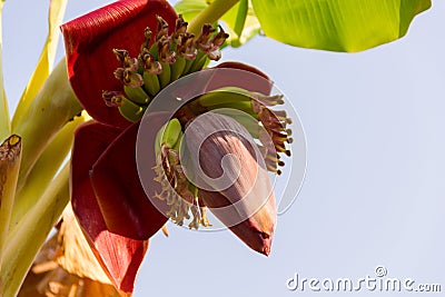 Banana inflorescence Banana flower Stock Photo
