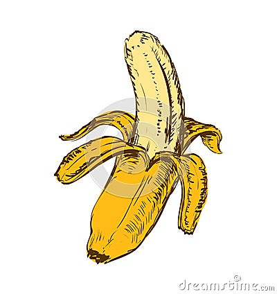 Banana Isolated Hand Drawn Vector Illustration Vector Illustration