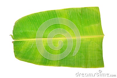 Banana leaf Stock Photo