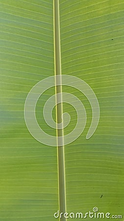 banana leaf Stock Photo