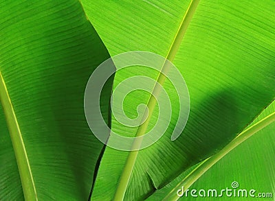 Banana leaf close-up Stock Photo