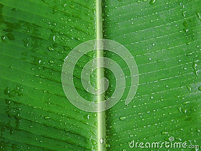 Banana leaf with dew Stock Photo