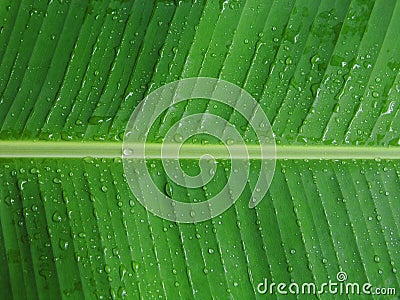 Banana leaf with dew Stock Photo