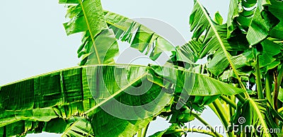 Banana leaf. green leave. Green leaf background. Abstract background Stock Photo