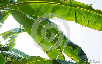 Banana leaf. green leave. Green leaf background. Abstract background Stock Photo