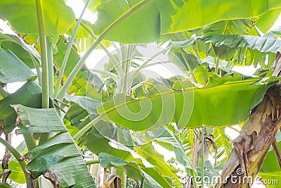 Banana leaf, green leave, green leaf background, abstract background Stock Photo