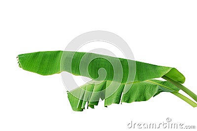 Banana leaf isolated on white background Stock Photo