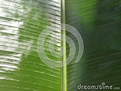 Banana leaf for Onam sadhya placed on a mat. Stock Photo