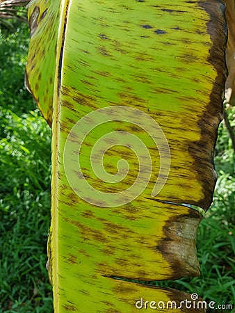 Banana leaf speckle is a leaf spot disease Stock Photo