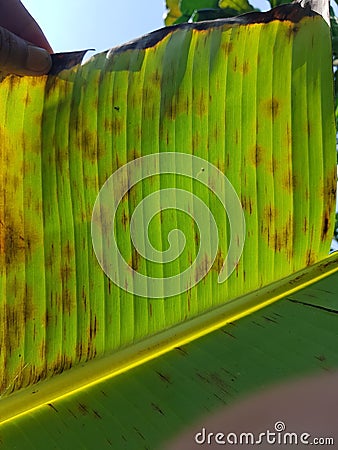Banana leaf speckle is a leaf spot disease Stock Photo