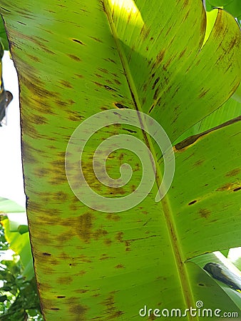 Banana leaf speckle is a leaf spot disease Stock Photo