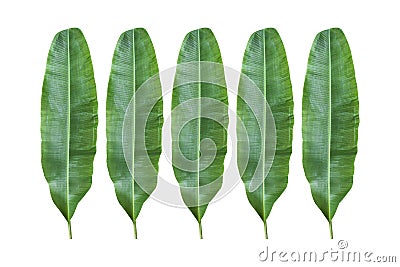 Banana leaf. Stock Photo