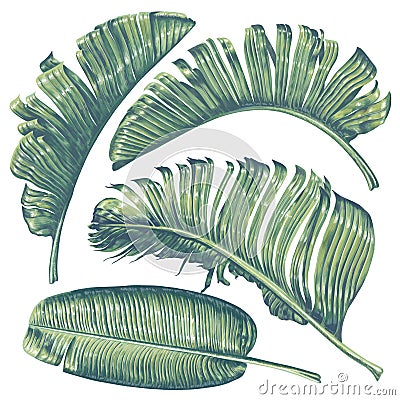 Tropical leaves collection. Banana palm leaves in realistic style with high details. Vector Illustration