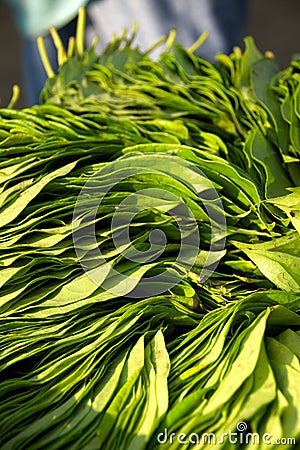 Banana leaves Stock Photo