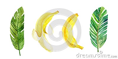 Banana leaves and fruits on white background. Cartoon Illustration