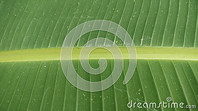 Banana leaves greed color lines Stock Photo