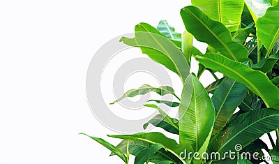 Banana leaves isolated on white background. Stock Photo