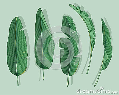 Banana leaves Stock Photo