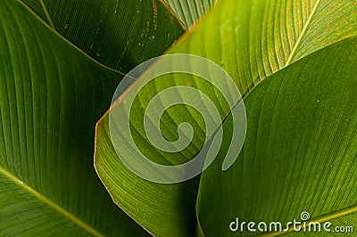 Tropical leaf banana calathea background pattern Stock Photo