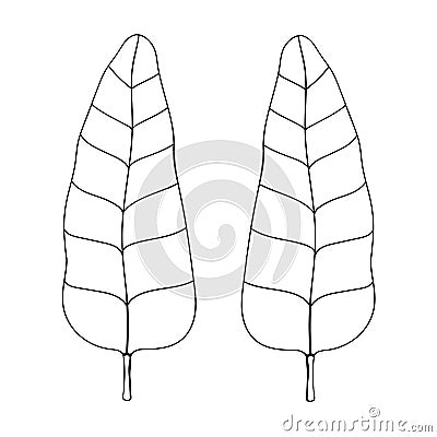 Banana palm leaves outline vector botanical illustration. Tropic palm clipart. Vector Illustration