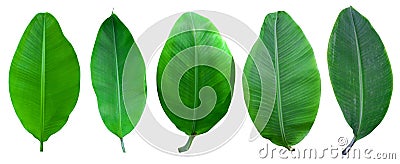 Banana palm tree collection isolated on a white background.Banana leaves and banana bunch for graphic design.Tropical fruits are e Stock Photo