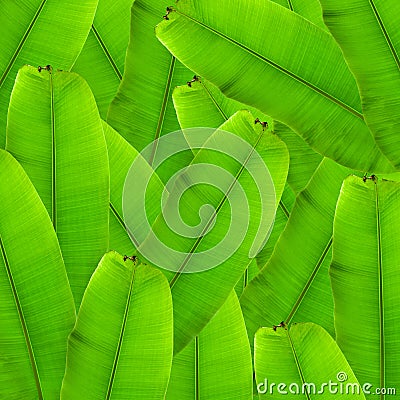 Banana palm tree collection isolated on a white background.Banana leaves and banana bunch for graphic design.Tropical fruits are e Stock Photo