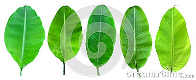 Banana palm tree collection isolated on a white background.Banana leaves and banana bunch for graphic design.Tropical fruits are e Stock Photo