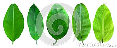 Banana palm tree collection isolated on a white background.Banana leaves and banana bunch for graphic design.Tropical fruits are e Stock Photo