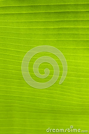 Banana palm tree green leaf Stock Photo