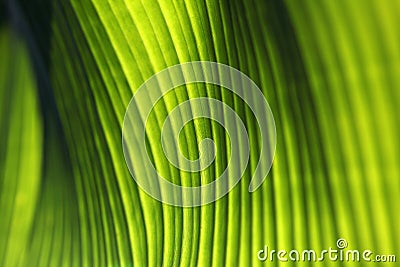 Banana palm tree leaf closeup. Natural textural background. Green color Stock Photo