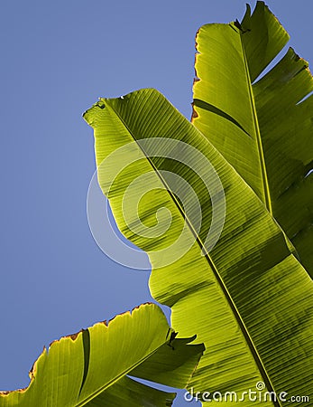 Banana palm tree leaves Stock Photo