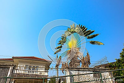 Banana palm trees growing in front of local houses in Thailand Stock Photo